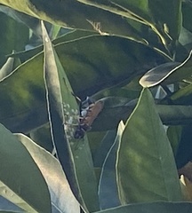 Sceliphron caementarium