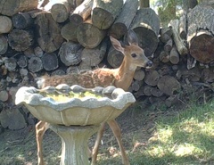 Odocoileus virginianus