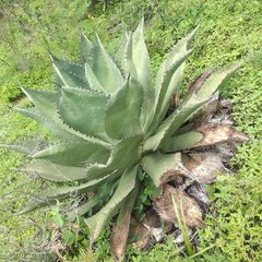 Agave scaposa
