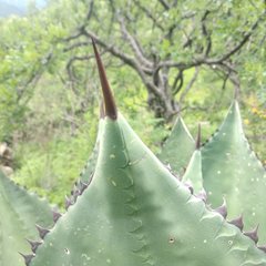 Agave scaposa
