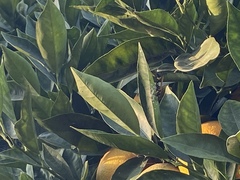 Sceliphron caementarium