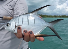 Trachinotus goodei