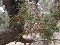 Juniperus arizonica