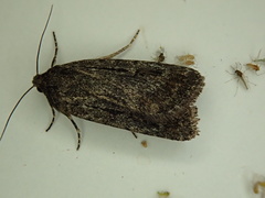 Spaelotis bicava