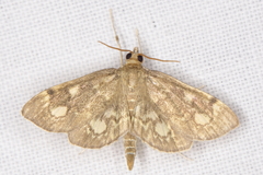 Anania coronata
