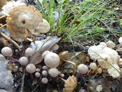 Laccaria masoniae