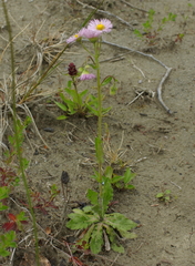 Erigeron philadelphicus philadelphicus