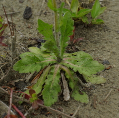 Erigeron philadelphicus philadelphicus