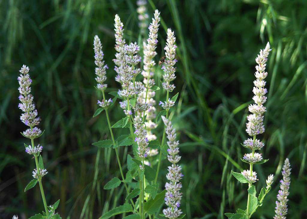 Sonoran giant hyssop