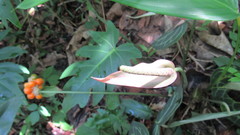Anthurium clarinervium
