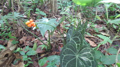 Anthurium clarinervium