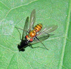 Condylostylus comatus