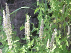 Agastache wrightii