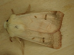 Dichagyris variabilis