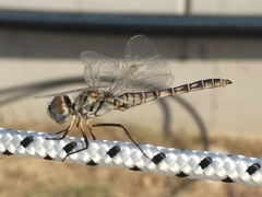 Selysiothemis nigra