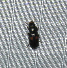 Tenebroides bimaculatus