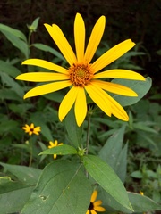 Helianthus hirsutus trachyphyllus