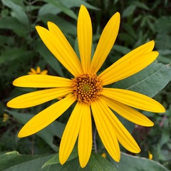 Helianthus hirsutus trachyphyllus