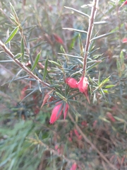 Stenanthera conostephioides