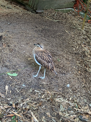 Burhinus
