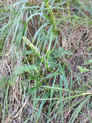 Caesia calliantha