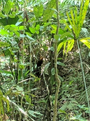 Electron platyrhynchum