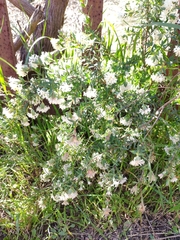 Pimelea stricta