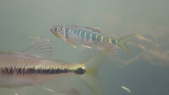 Opsariichthys evolans