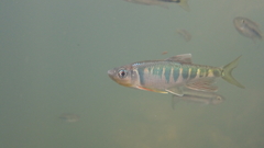 Opsariichthys evolans