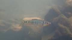 Opsariichthys evolans