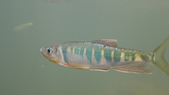 Opsariichthys evolans