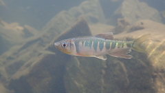 Opsariichthys evolans