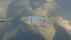 Opsariichthys evolans