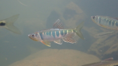 Opsariichthys evolans