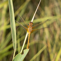 Sympetrum semicinctum