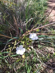 Drosera planchonii