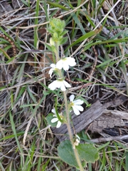 Scaevola albida
