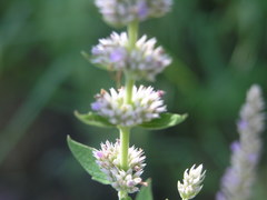 Agastache wrightii