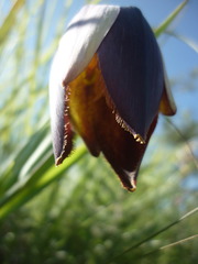 Calochortus hartwegii