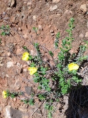 Hibbertia crinita