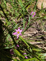 Romulea rosea australis