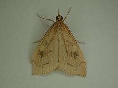 Udea profundalis