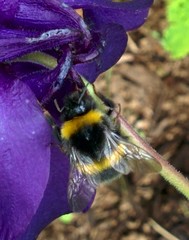 Bombus lucorum