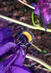 Bombus lucorum