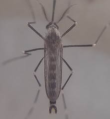 Culicidae
