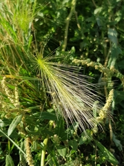 Hordeum jubatum