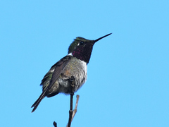 Calliphlox amethystina