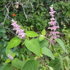 Salvia lasiantha