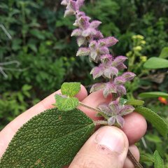 Salvia lasiantha
