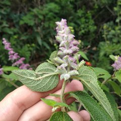 Salvia lasiantha